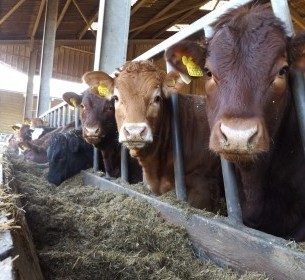 Cow-Calf-6-e1445344131246