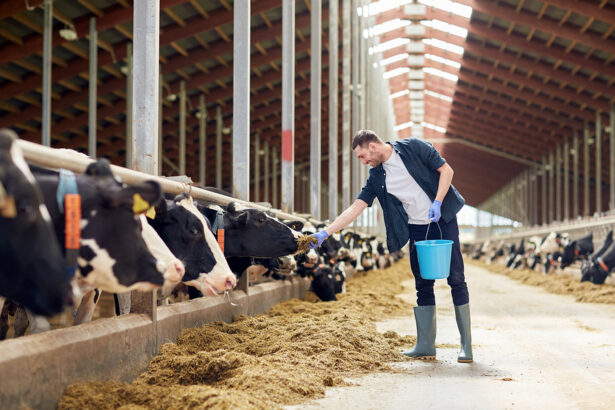 agriculture industry, farming, people and animal husbandry conce