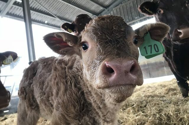 Close up photo of a new born calf
