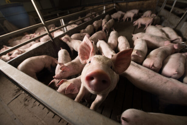 Close up of pig in a pig sty