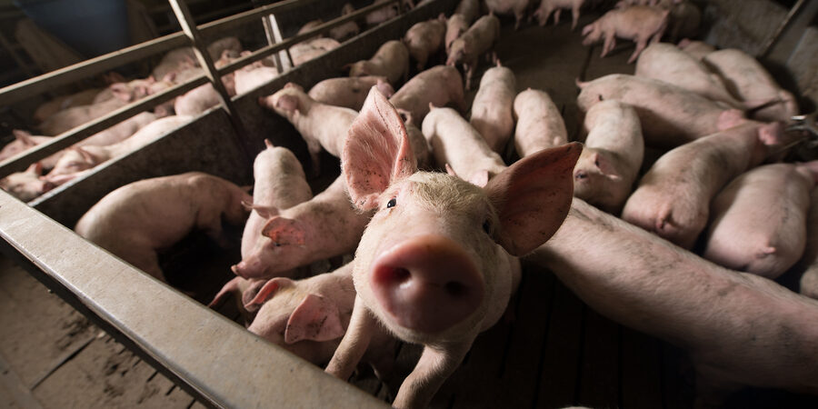 Close up of pig in a pig sty