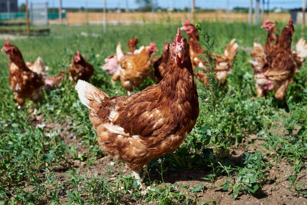 Chickens in a field