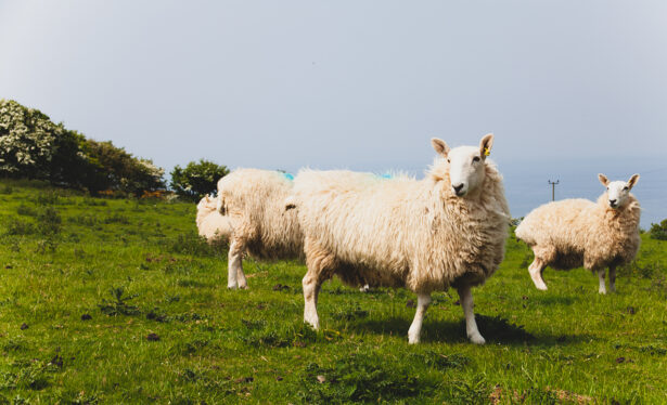 Flock Of Sheep Kept Biologically In A Meadow In The Countryside. Sheep on a grass meadow