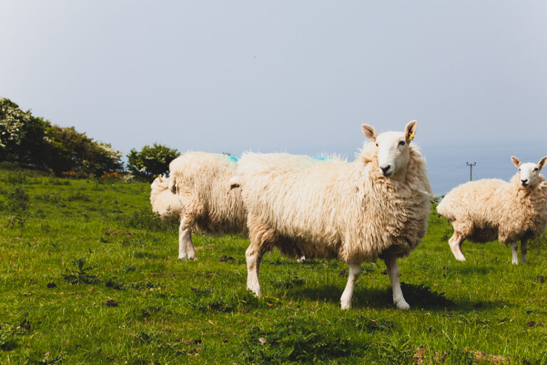 Sheep on a grass meadow