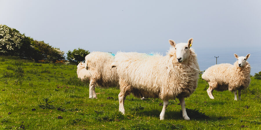 Flock Of Sheep Kept Biologically In A Meadow In The Countryside. Sheep on a grass meadow