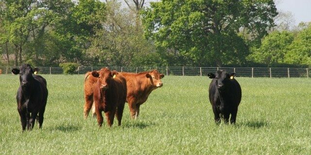 Cows in a grass field