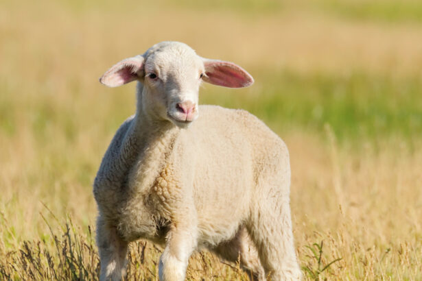 Lamb Grazes In A Meadow, Lamb In A Field Lamb Grazes In A Meadow, Lamb In A Field