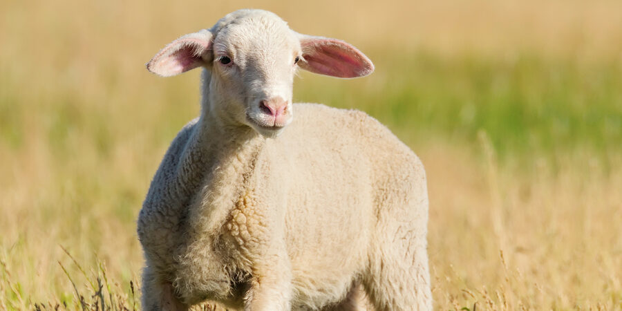 Lamb Grazes In A Meadow, Lamb In A Field Lamb Grazes In A Meadow, Lamb In A Field
