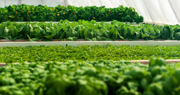Salads growing in a greenhouse