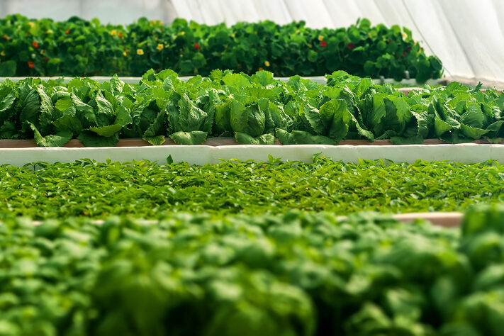 Salads growing in a greenhouse