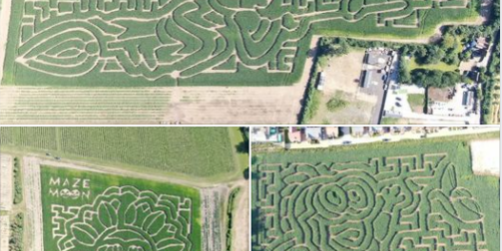 Aerial photos of Maize Maze designs that FGS Agri drilled