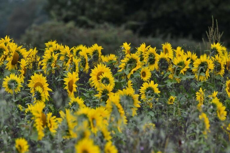 Field of sunflowers