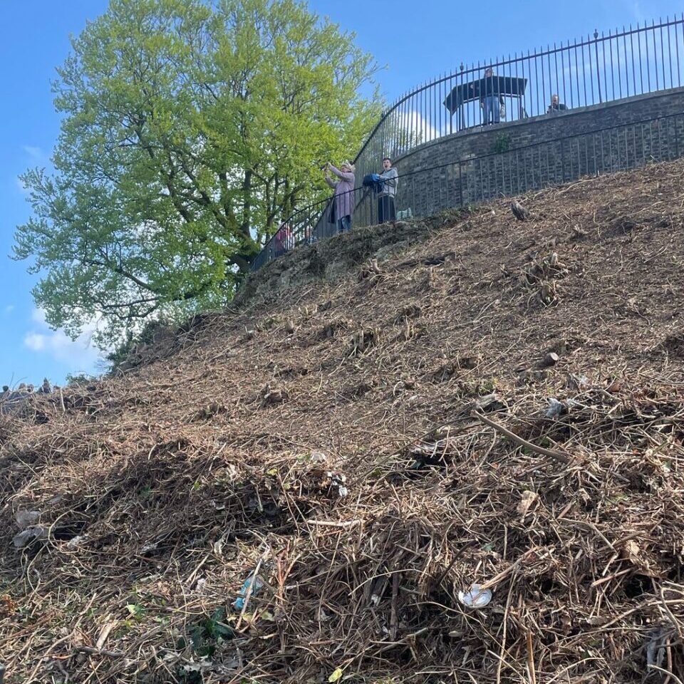 Greenwich Royal Park vegetation clearance