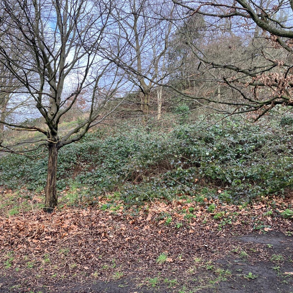 Greenwich park before photo
