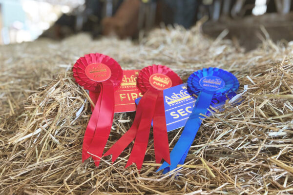 Rosettes from Ashford Cattle Show Award Winning Cattle at FGS Pluckley Farm