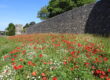 Canterbury City Wal Wildflowers by FGS Agri