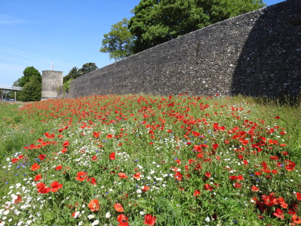 Canterbury City Wall Wildflowers by FGS Agri Canterbury City Wal Wildflowers by FGS Agri