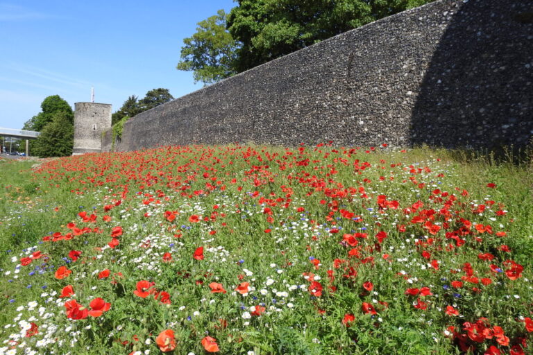 Canterbury City Wal Wildflowers by FGS Agri