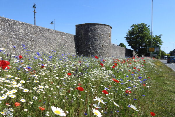 Wildflower Seeding by FGS Agri