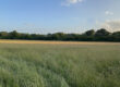 Standing grass wanted