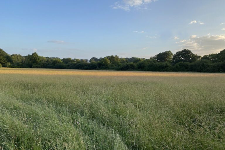 Standing grass wanted